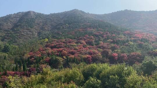 济南捎近村秋季红叶景色