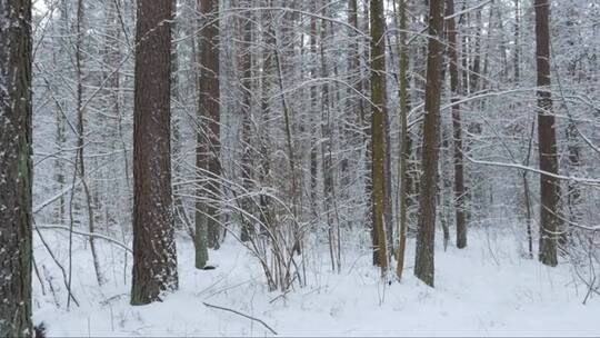 大雪覆盖的森林