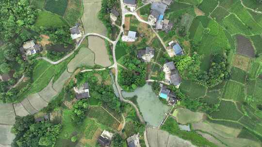 航拍贵州遵义湄潭山野田间夏季茶园风景