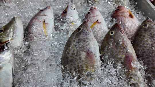 冰上冷藏的售卖鲜鱼视频素材模板下载