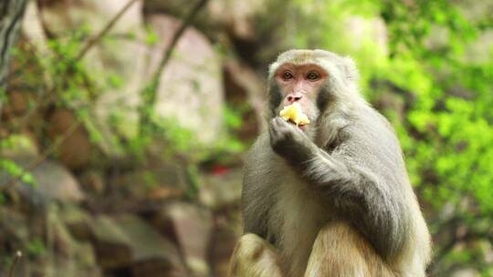 深山里的猴子觅食视频素材模板下载