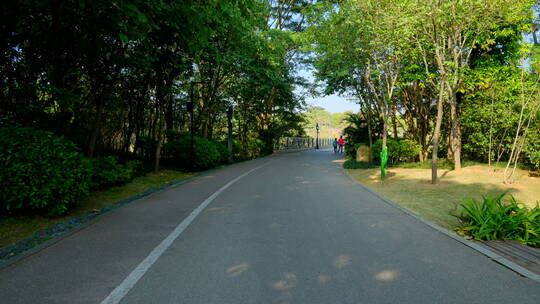 林间小路 林荫大道