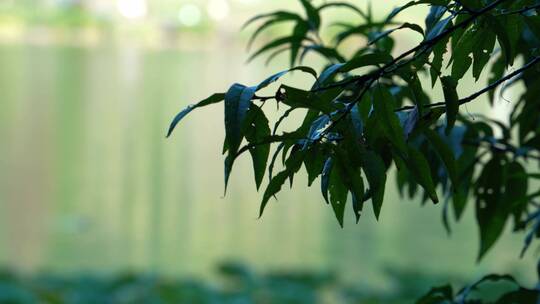 重庆照母山人和水库植物视频背景素材视频素材模板下载