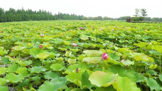 高淳水慢城