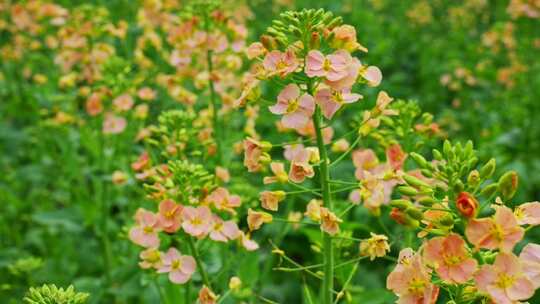 油菜花春天油菜花海油菜花田菜花花海