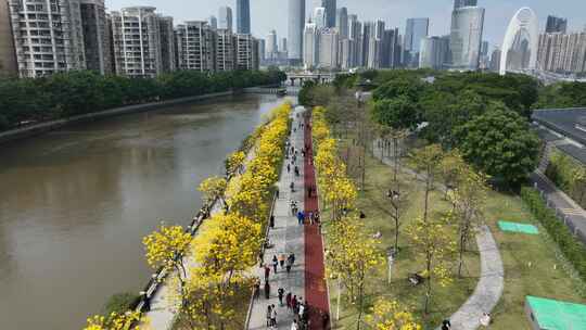 中国广东省广州市海珠区磨碟沙黄花风铃