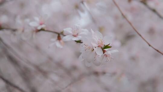 春天在微风中盛开的桃花