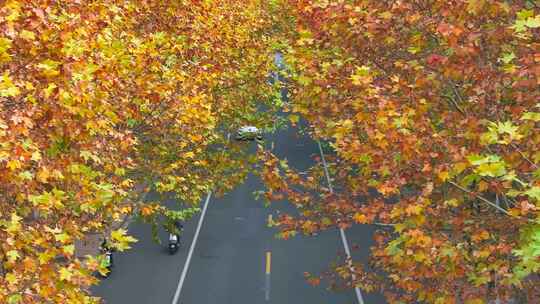 清晨城市街道  梧桐大道