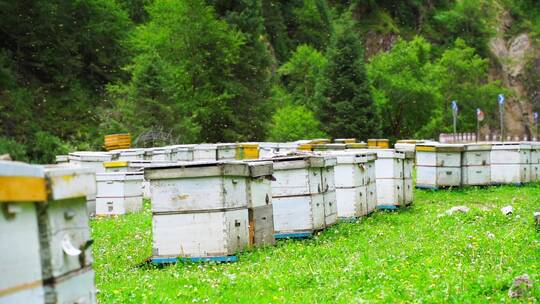 新疆山区养蜂人蜜蜂的蜂箱与蜂蜜