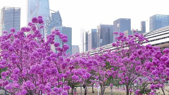 中国广东省广州市琶洲会展中心紫花风铃