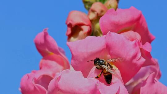 春天蜜蜂采蜜合集