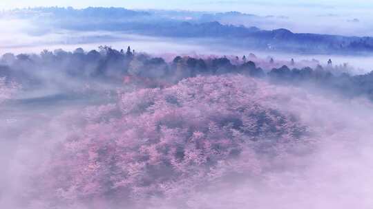 航拍贵州平坝樱花