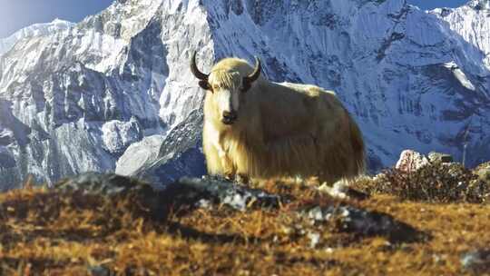 西藏雪山牦牛视频素材