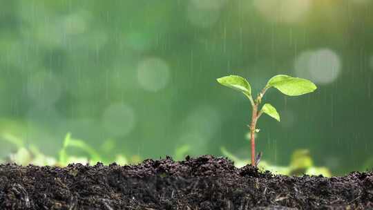 种子发芽生长