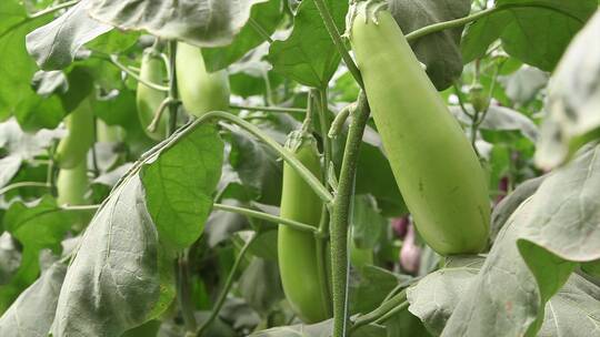茄子种植蔬菜大棚现代农业发展