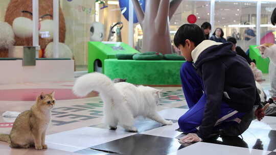 猫咪 萌宠 宠物猫 可爱 猫视频