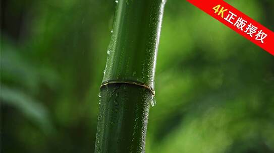 竹林竹林竹海光影意境禅意特写