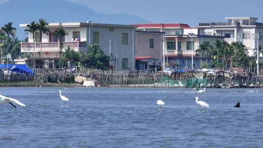 海南农村湿地乡村