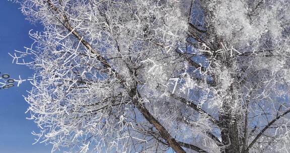 雾凇雾柳特写 静止画面慢镜头雪花飘落