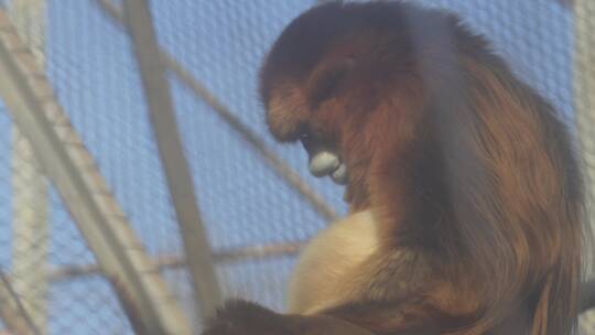 保护动物金丝猴长臂猿动物园视频素材模板下载