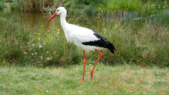 白鹤大海海岛湿地湖泊戏水鸟类生态环境保护