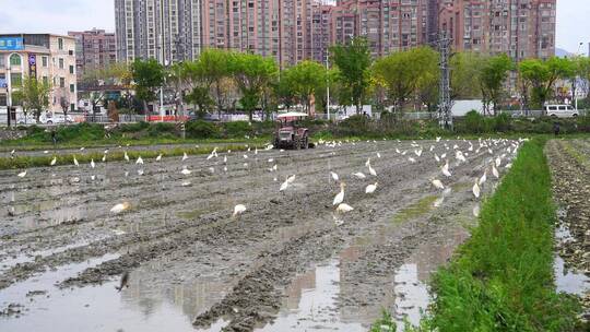 春耕耕田视频素材模板下载