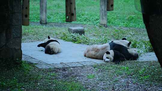 国宝大熊猫