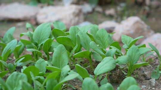 菜地里蔬菜种植实拍