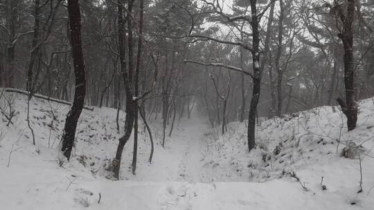 4k大自然冬天下雪的树林树木