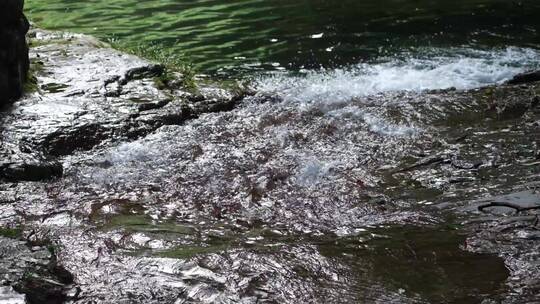 江南树林森林生态泉水溪水升格空镜