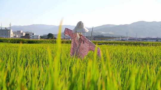 蝉鸣稻田