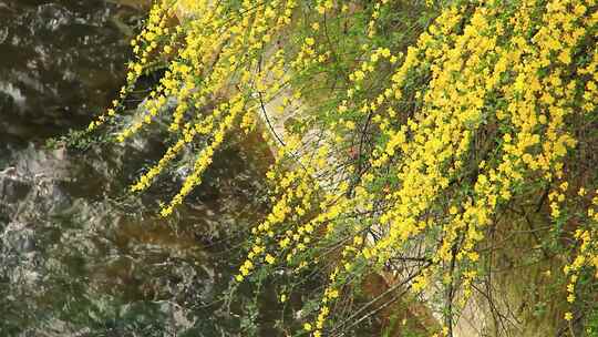 春天的嫩枝 迎春花 小黄花 日落 春风