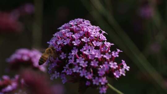 蜜蜂停在紫色的马鞭草花朵上
