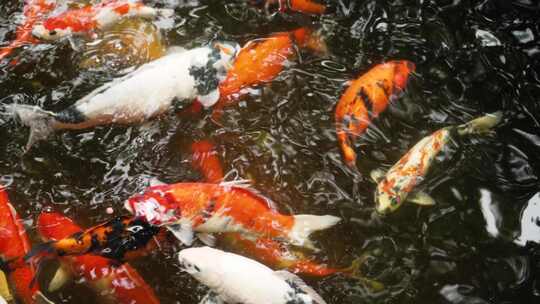 锦鲤金鱼鲤鱼戏水鱼池 鱼锦鲤锦鲤锦鲤夏至视频素材模板下载