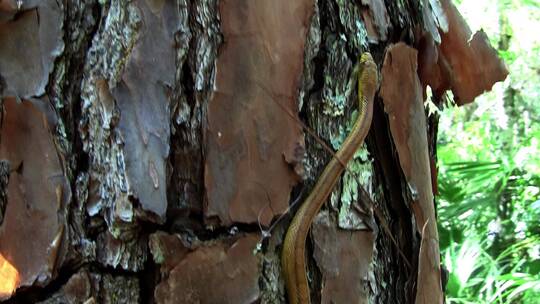 老鼠蛇滑过沼泽地的树视频素材模板下载
