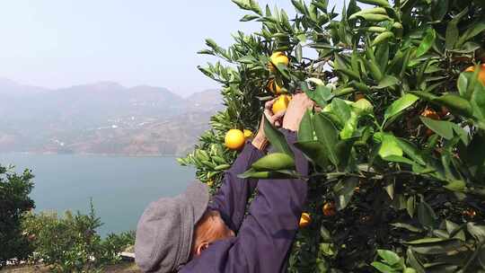 重庆奉节橙子园果农采摘