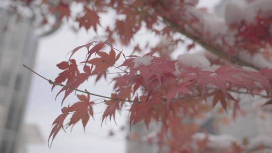 4K实拍｜树叶上的雪景