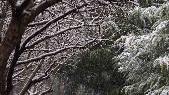 寒冷冬季公园松树雪花大雪空境升格