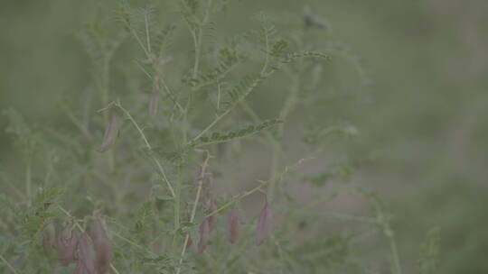 航拍农业黄芪药材种植试验田