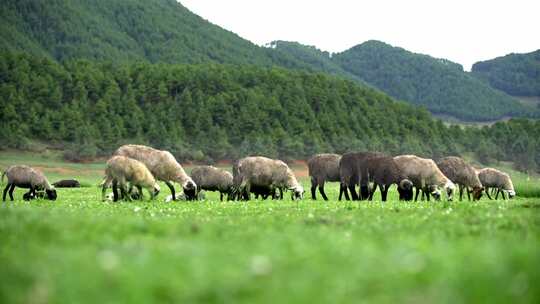 旅游宣传大草原牛羊