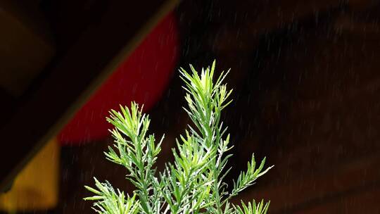 杭州法喜寺雨天植物落雨慢动作升格空镜