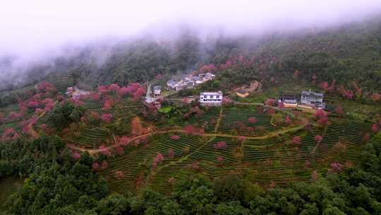 航拍大理南涧县无量山樱花谷