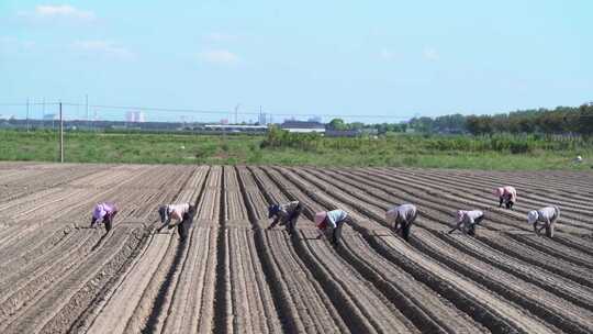 农民在田里播种种萝卜