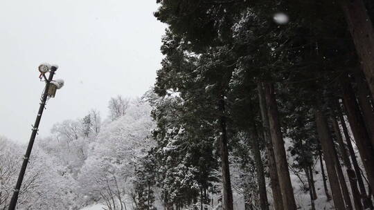 森林降雪的特写镜头