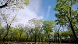 蓝天白云绿色森林延时视频摄影素材高清在线视频素材下载