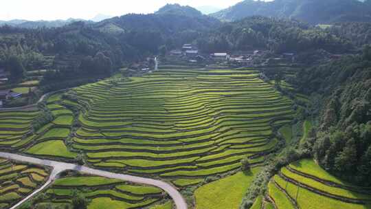 山川丘陵农业种植金黄稻田梯田航拍