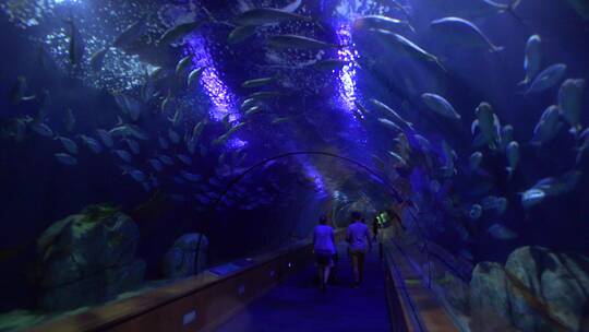 人们在水族馆展览中穿过水下隧道