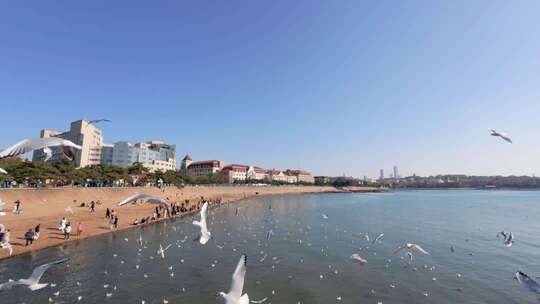 青岛栈桥冬季的海鸥