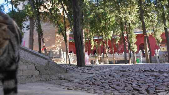 山西国宝文物万固寺无梁殿多宝佛塔