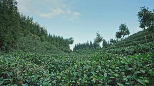 【正版素材】四川雅安荥经县茶园1050